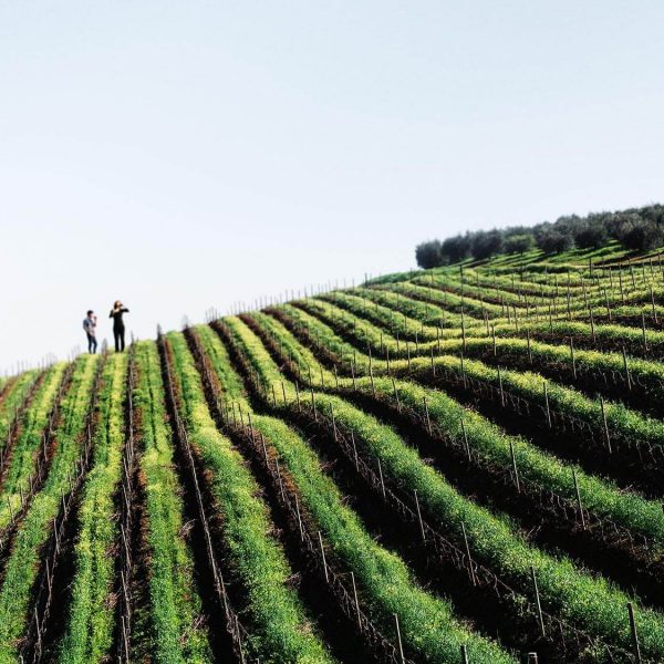 Wandering and Sipping: A Footloose Tour of South Africa’s Winelands
