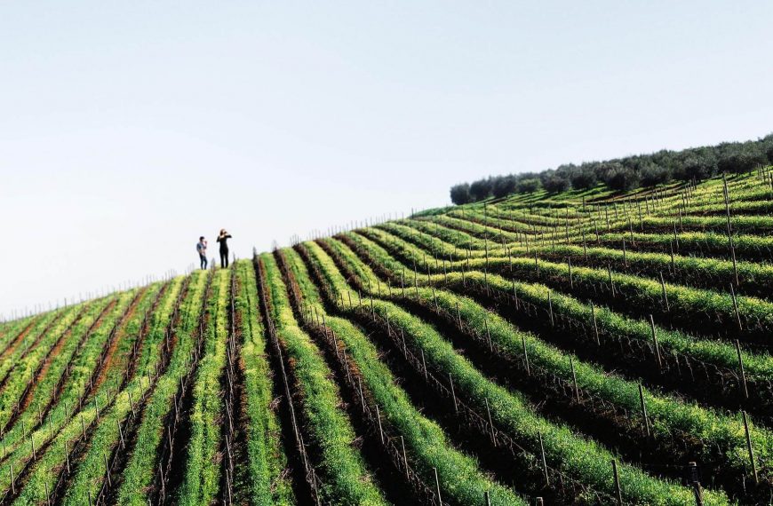 Wandering and Sipping: A Footloose Tour of South Africa’s Winelands